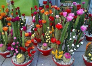 Soiuri diferite de cactusi