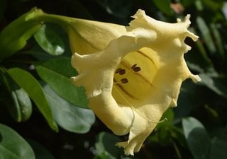Floare galbena de solandra