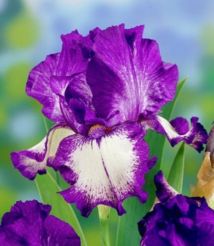 Iris Germanica Stepping Out in doua culori alb cu mov