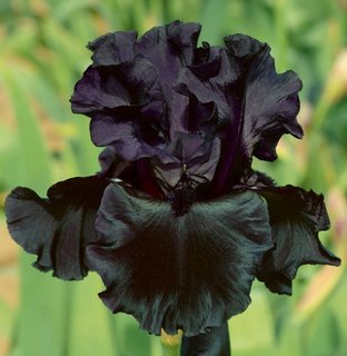 Iris negru - Iris chrysographes