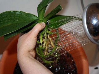 Transfer orhidee in alt vas