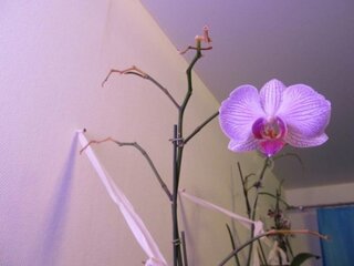 Orhidee cu tije uscate partial