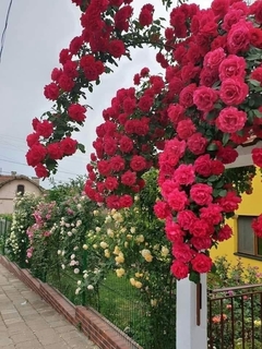 Arcada cu trandafiri cataratori rosii