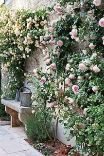 Perete cu trandafiri cataratori roz deschis