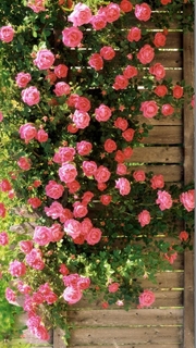 Trandafiri cataratori roz superbi