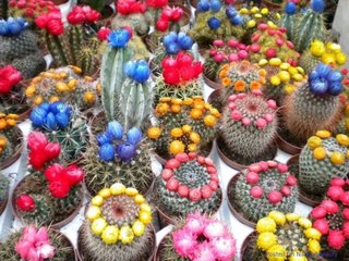 Soiuri de cactus cu flori