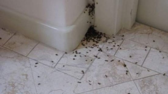 Iata cum scapi de insectele nedorite din casa: carii, gandaci de bucatarie, furnici, muste, tantari, paienjeni si purici